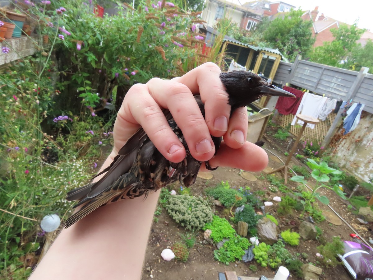 European Starling - David Campbell