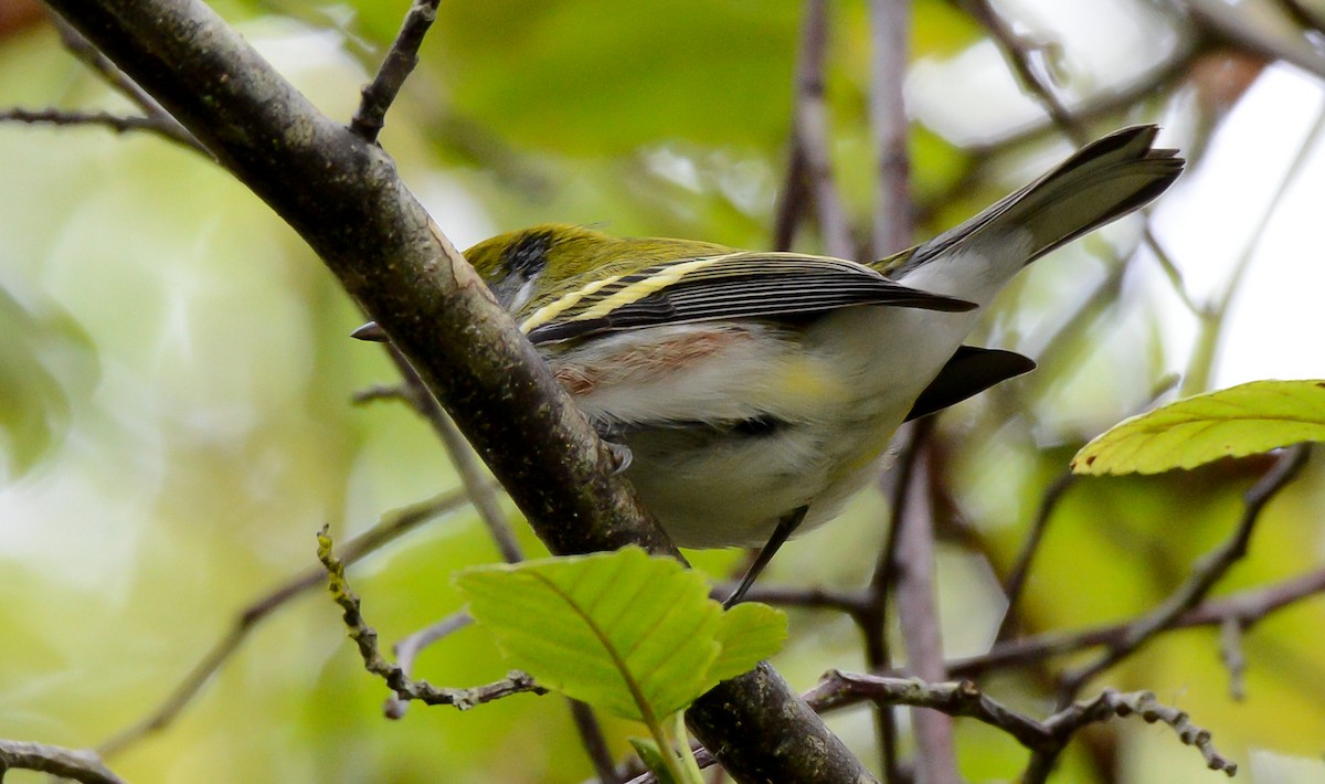 Chestnut-sided Warbler - ML255712711