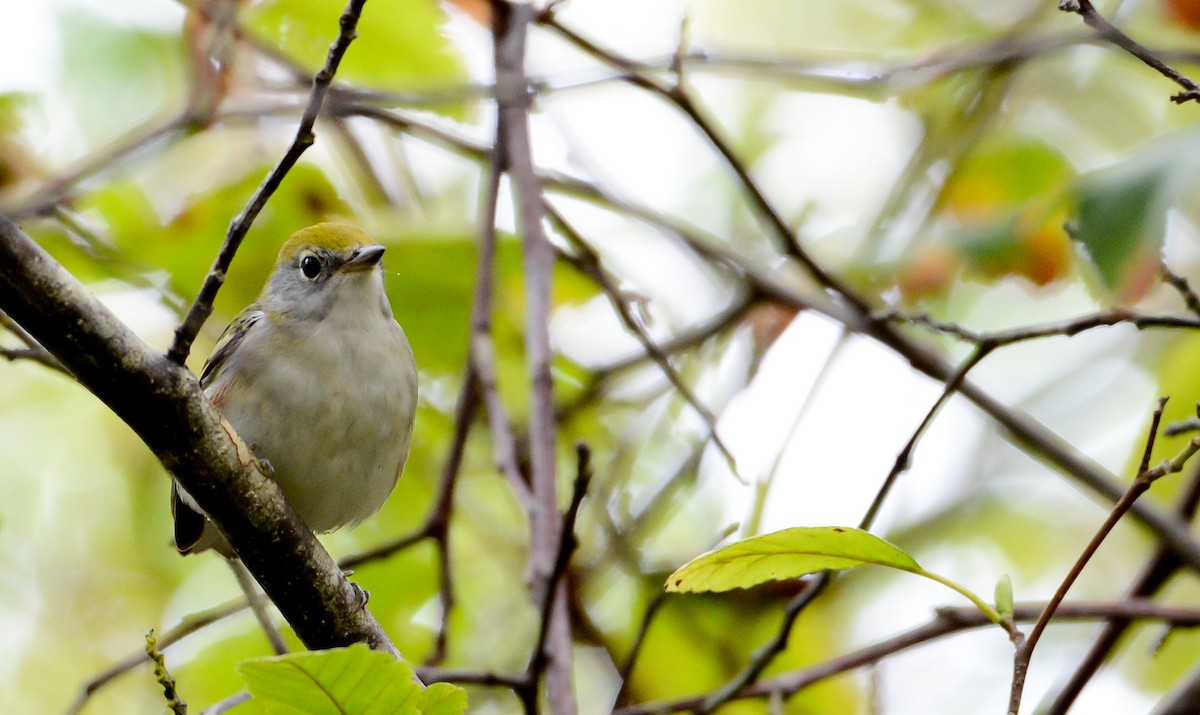 Chestnut-sided Warbler - ML255712721