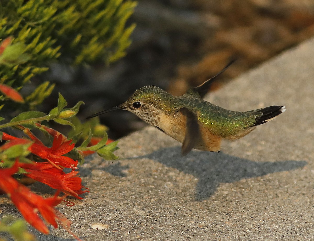 Colibrí Calíope - ML255713211