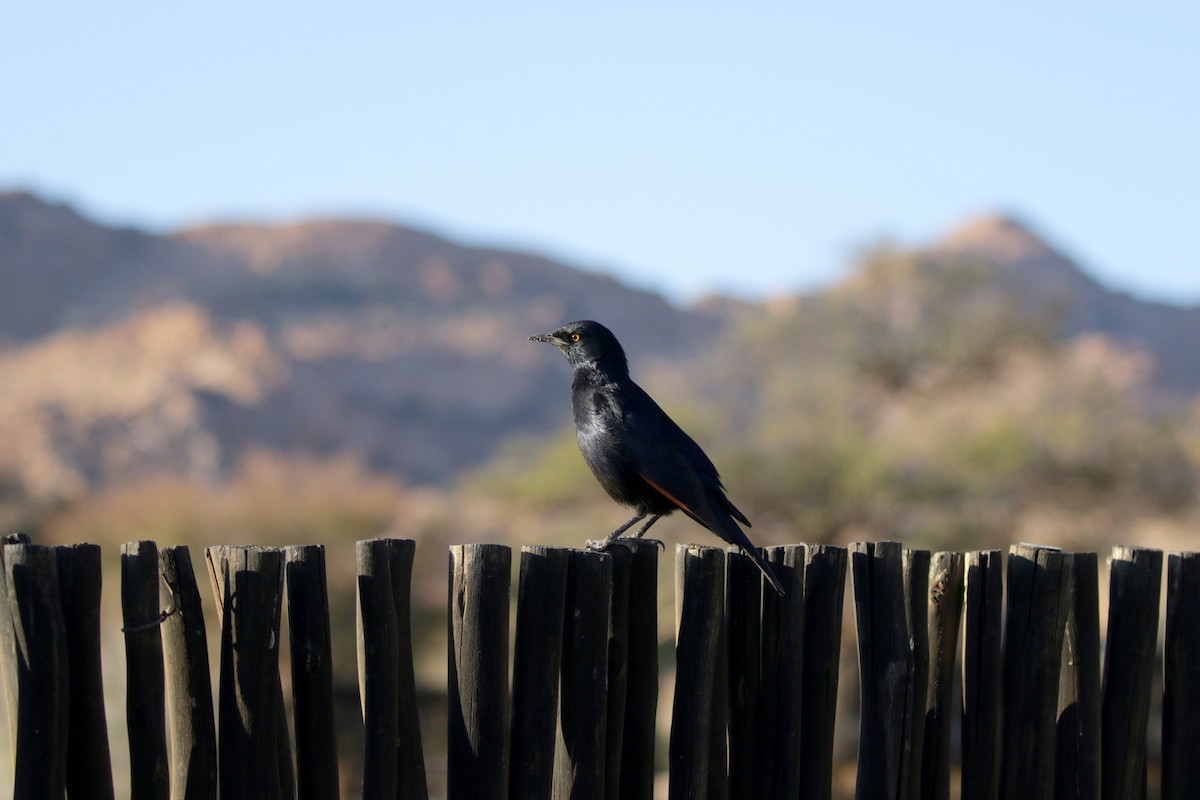Pale-winged Starling - ML255714481