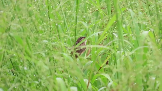 Sedge Wren - ML255714811