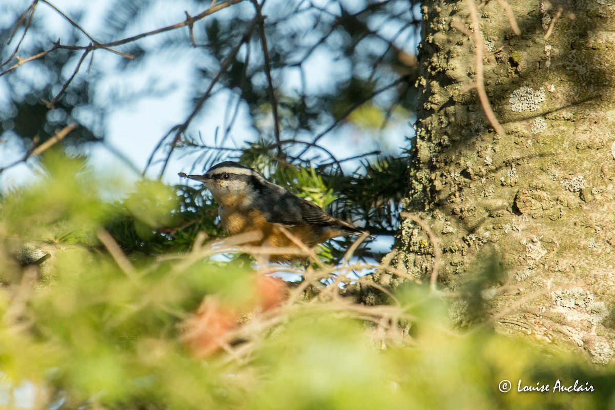 Red-breasted Nuthatch - ML255715801