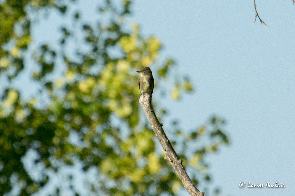 Olive-sided Flycatcher - ML255715891