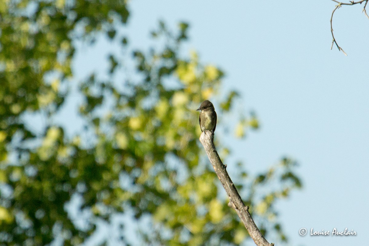 Olive-sided Flycatcher - ML255715901