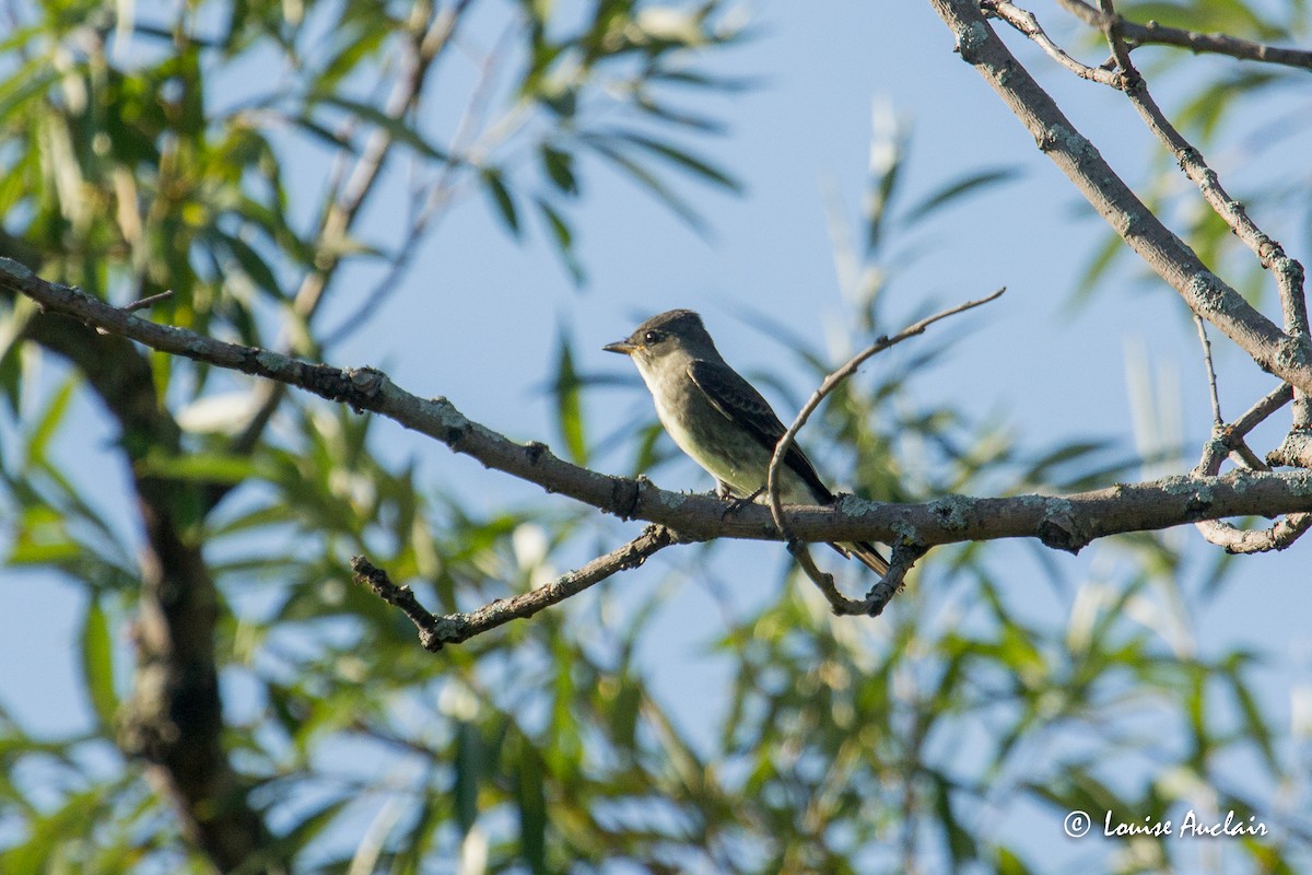 Olive-sided Flycatcher - ML255716141