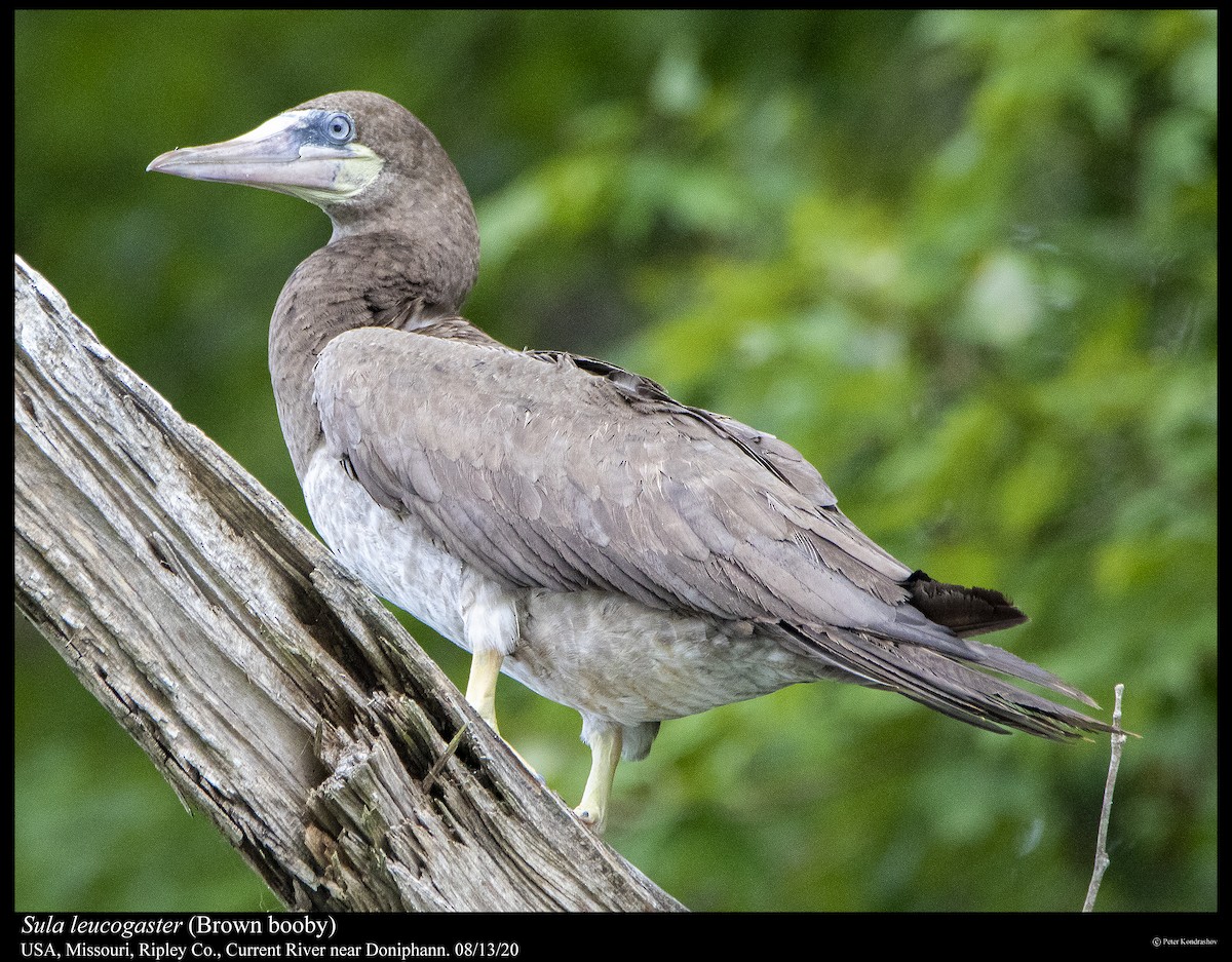 白腹鰹鳥 - ML255716151