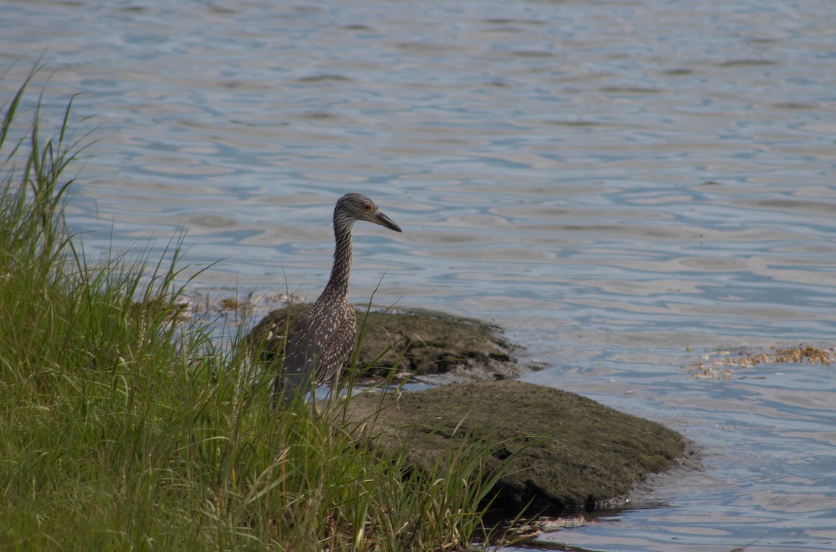 Yellow-crowned Night Heron - ML255716411