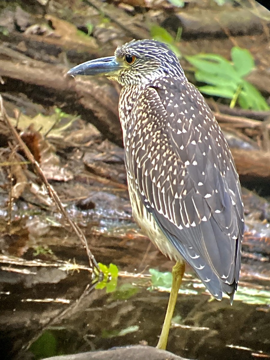 Yellow-crowned Night Heron - ML255717361