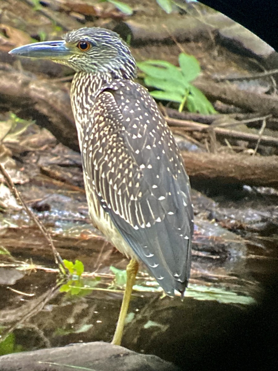 Yellow-crowned Night Heron - ML255717381