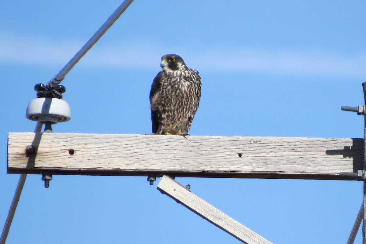 Peregrine Falcon - ML25571741