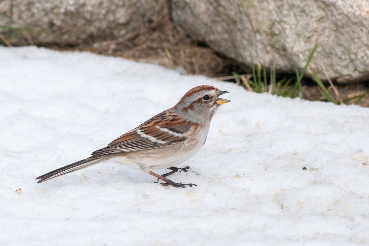 American Tree Sparrow - ML255718891