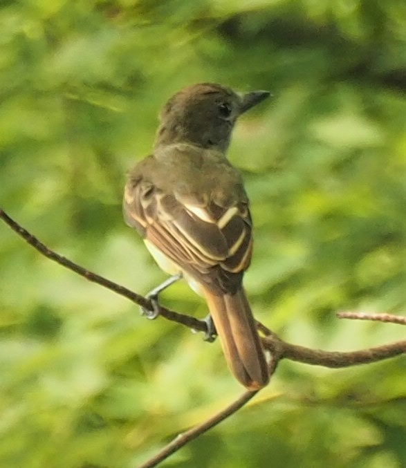 Great Crested Flycatcher - ML255719941
