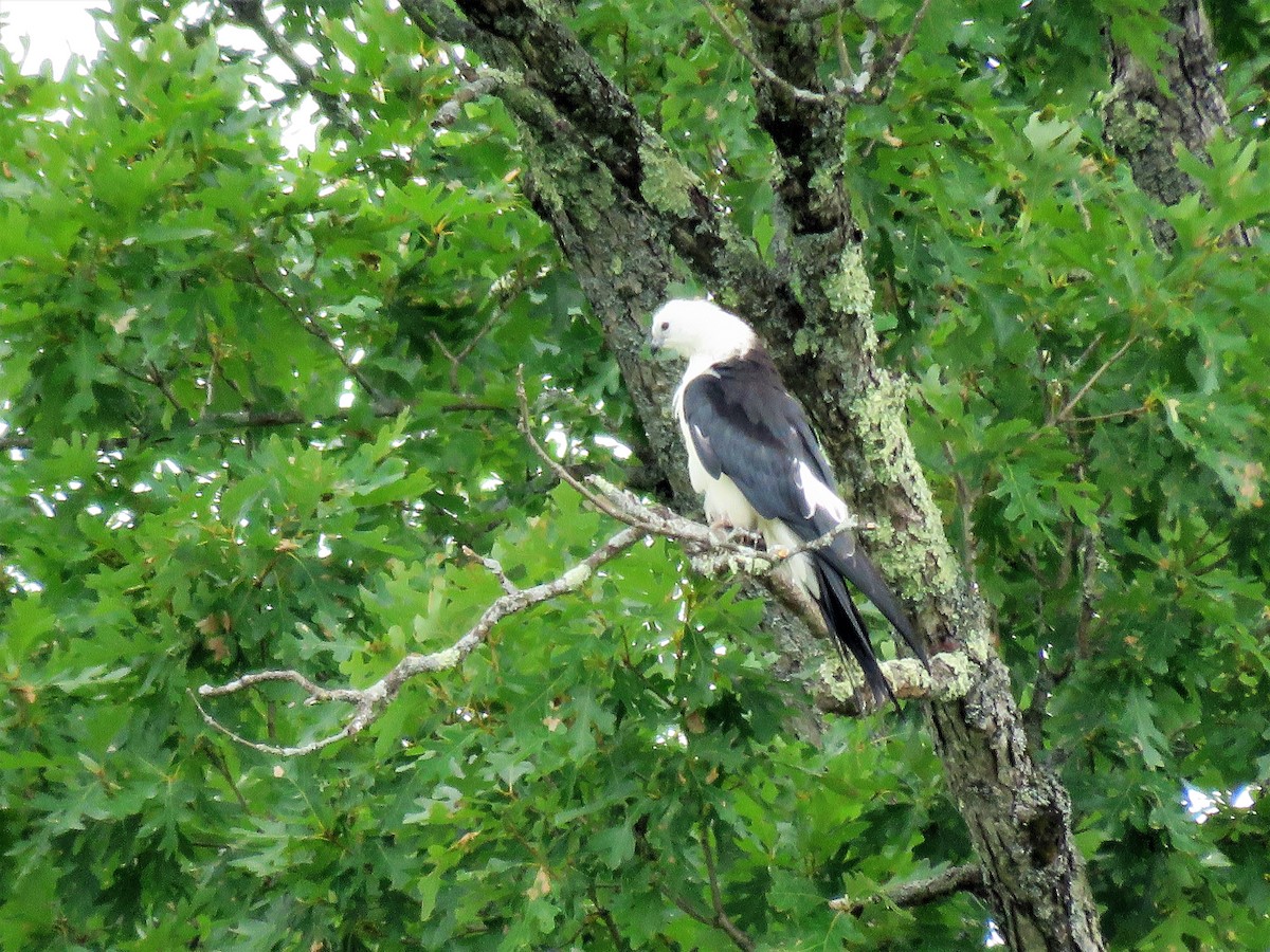 Swallow-tailed Kite - ML255720051