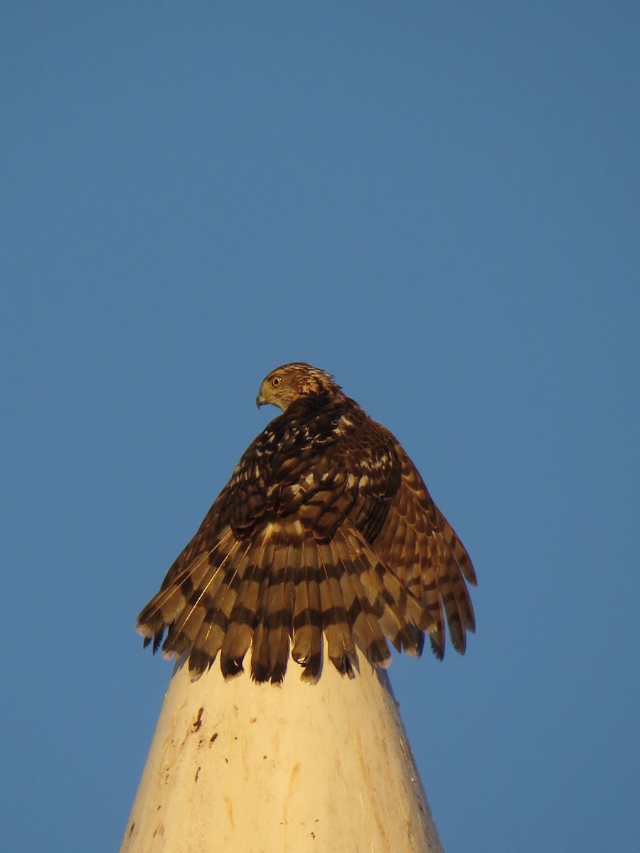 Cooper's Hawk - ML25572021