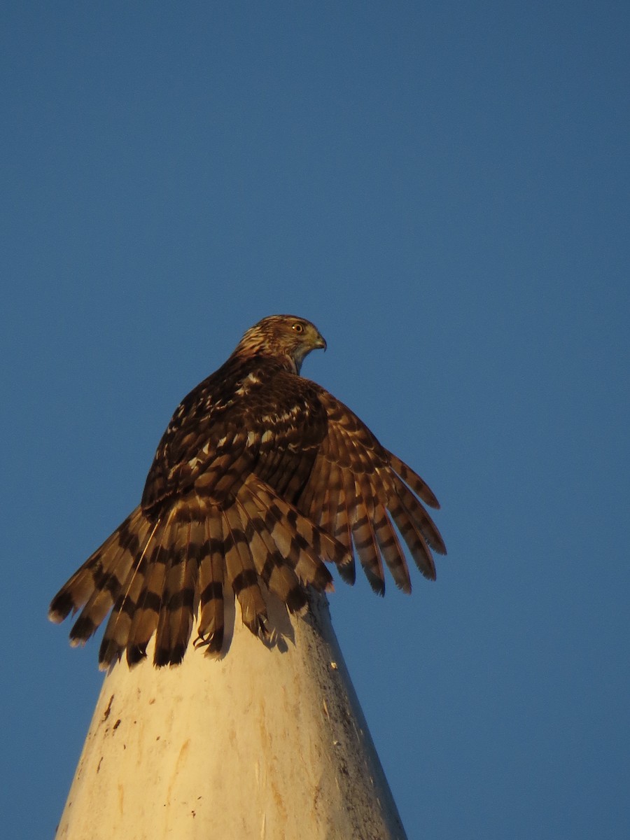 Cooper's Hawk - ML25572031