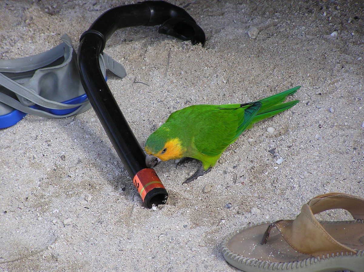 Brown-throated Parakeet - Robert A. Mustell