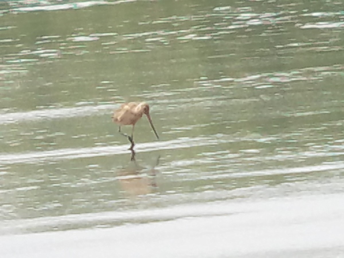 Marbled Godwit - ML255721261