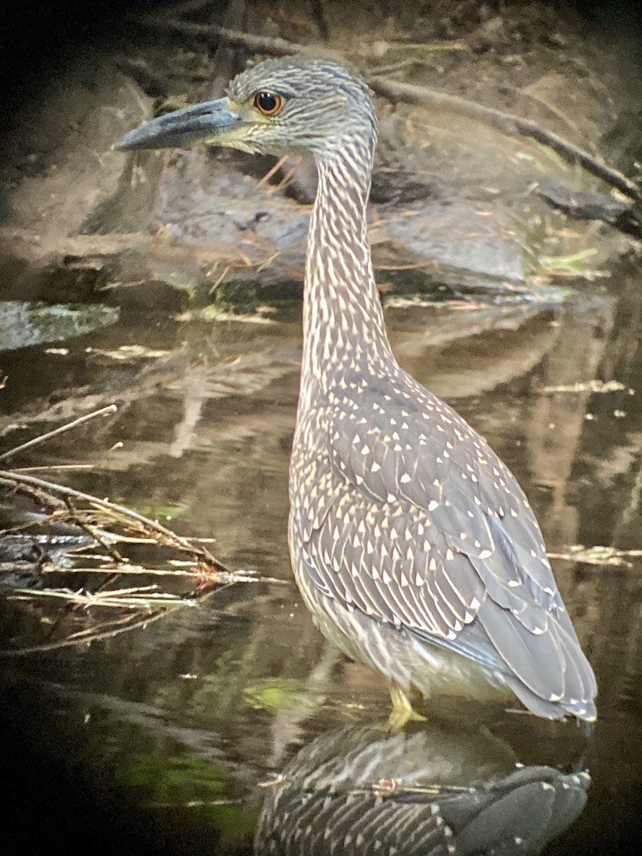 Yellow-crowned Night Heron - ML255725111