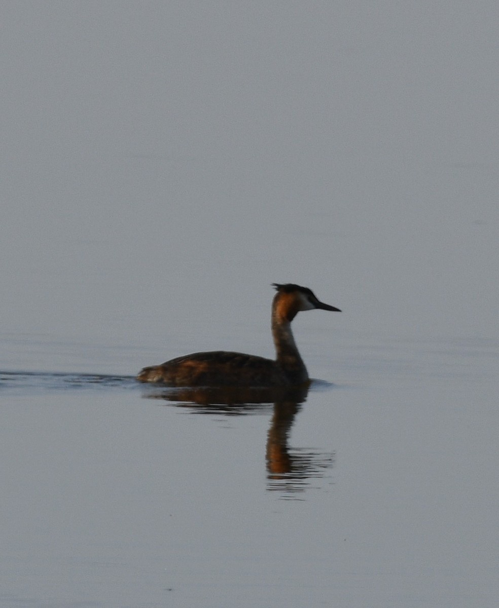 Great Crested Grebe - ML255726601