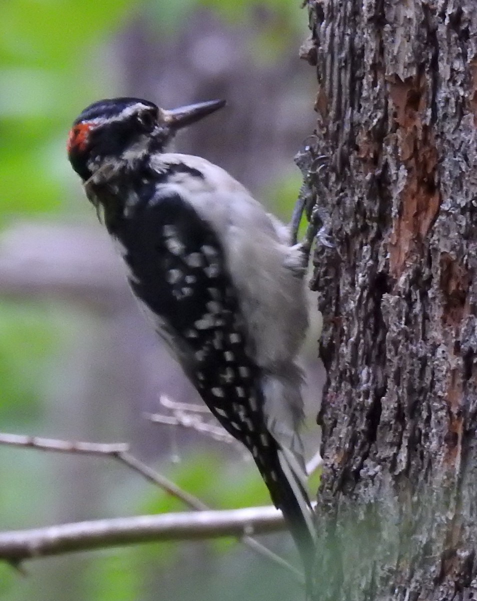 Hairy Woodpecker - ML255726921