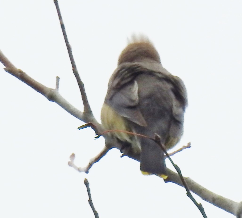 Cedar Waxwing - alan murray