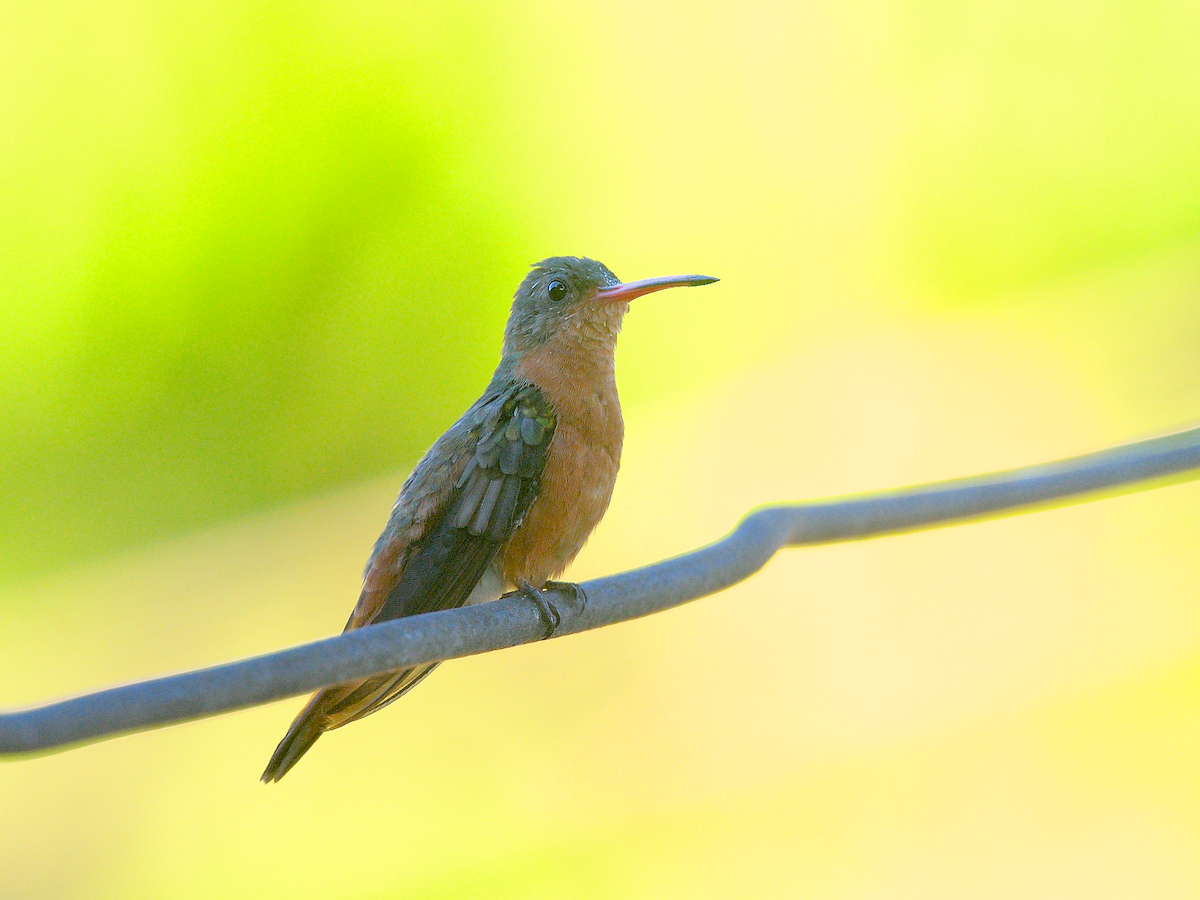 Cinnamon Hummingbird - ML255727071