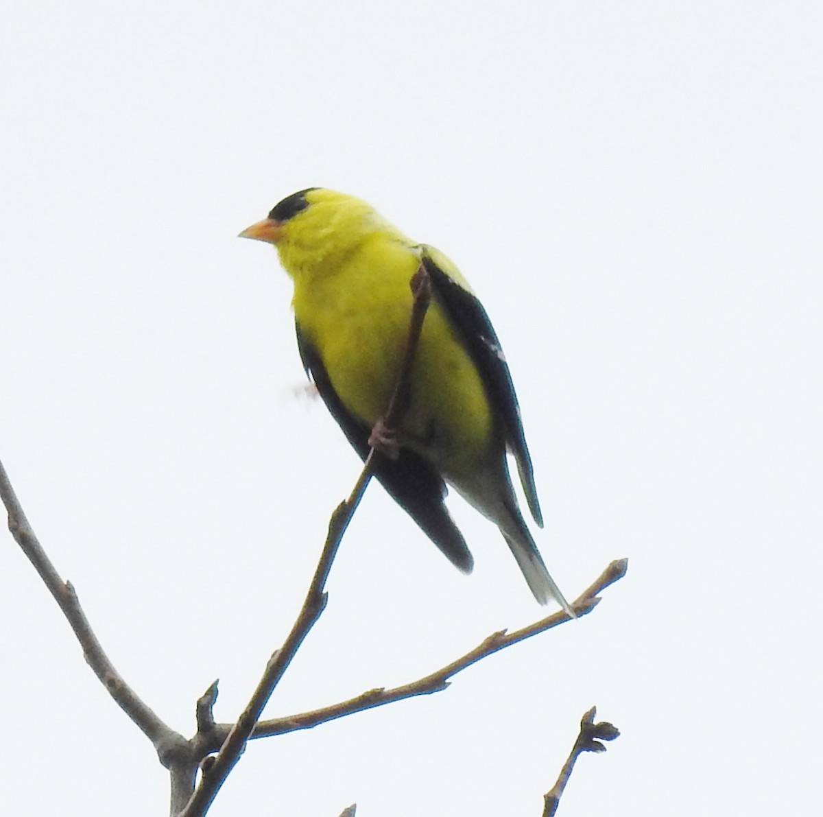 American Goldfinch - ML255727111