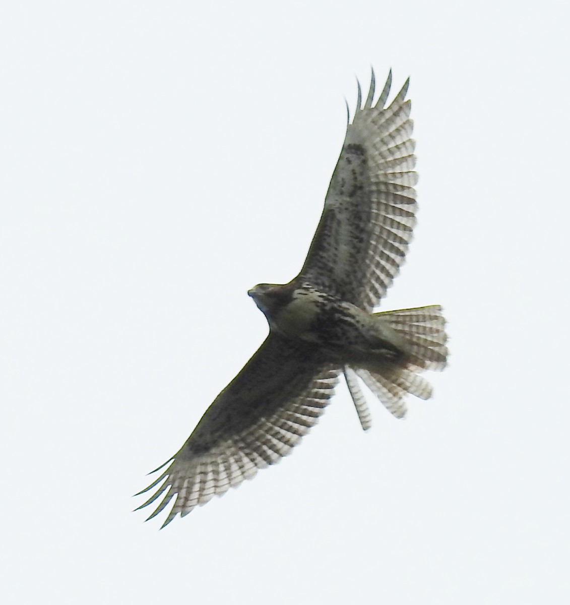 Red-tailed Hawk - ML255727151