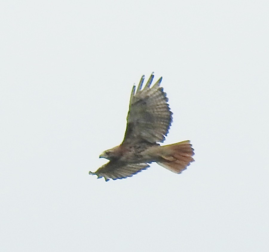 Red-tailed Hawk - ML255727201
