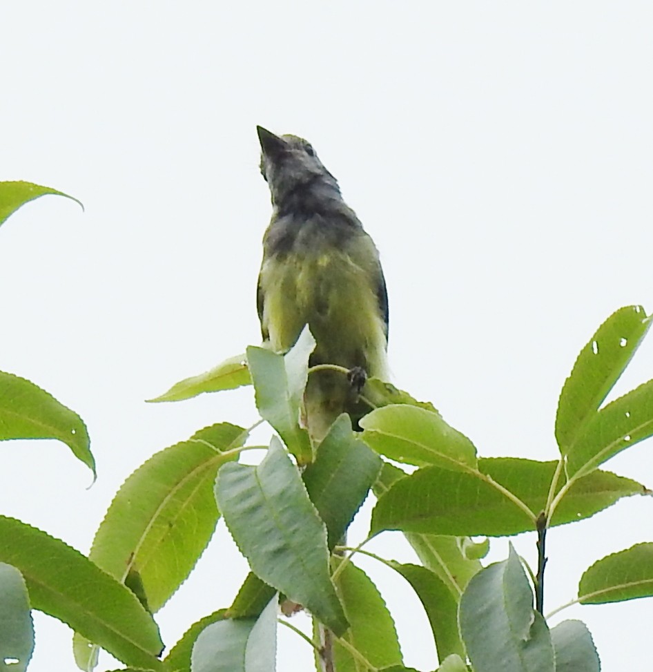Great Crested Flycatcher - ML255727241