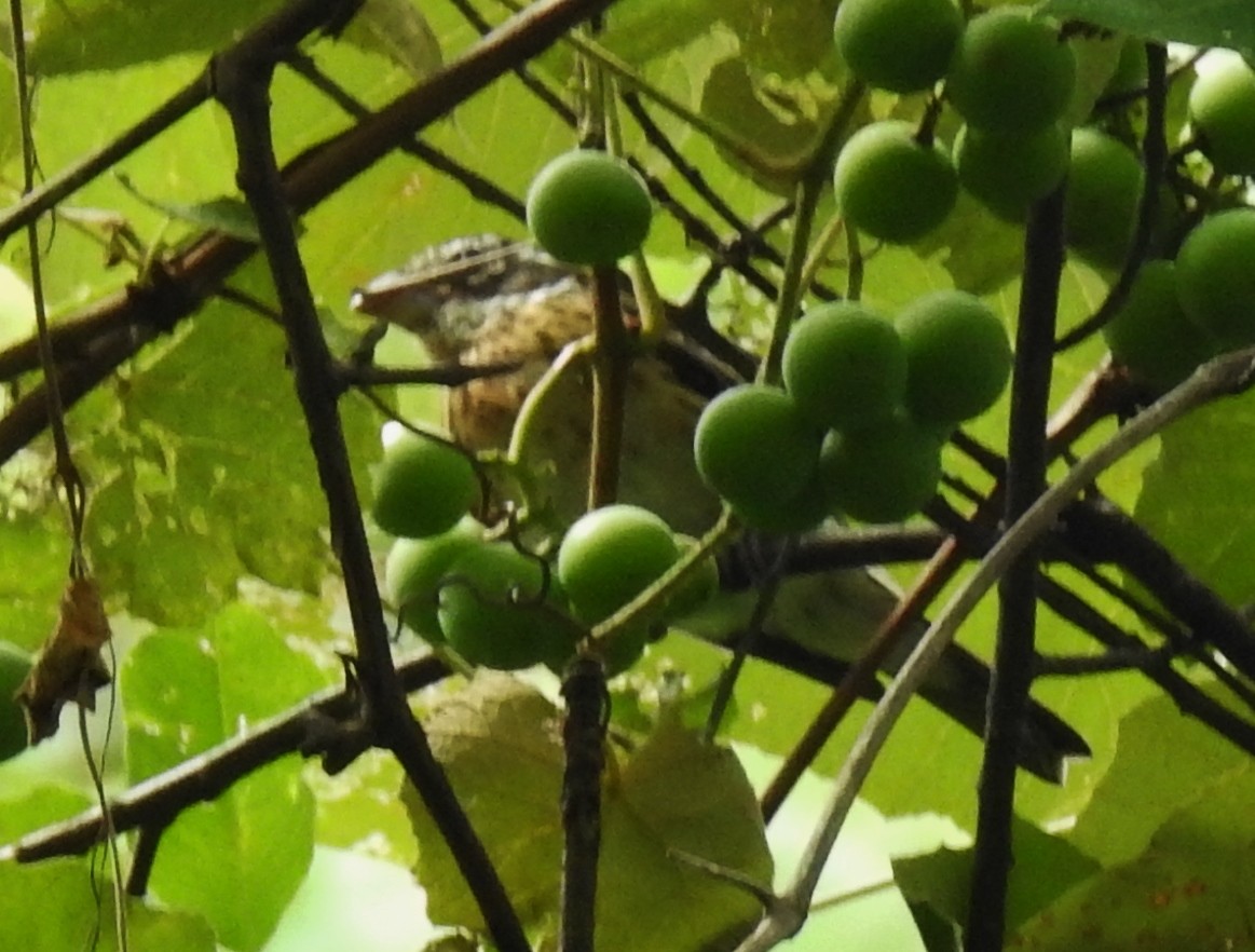 Rose-breasted Grosbeak - ML255727281