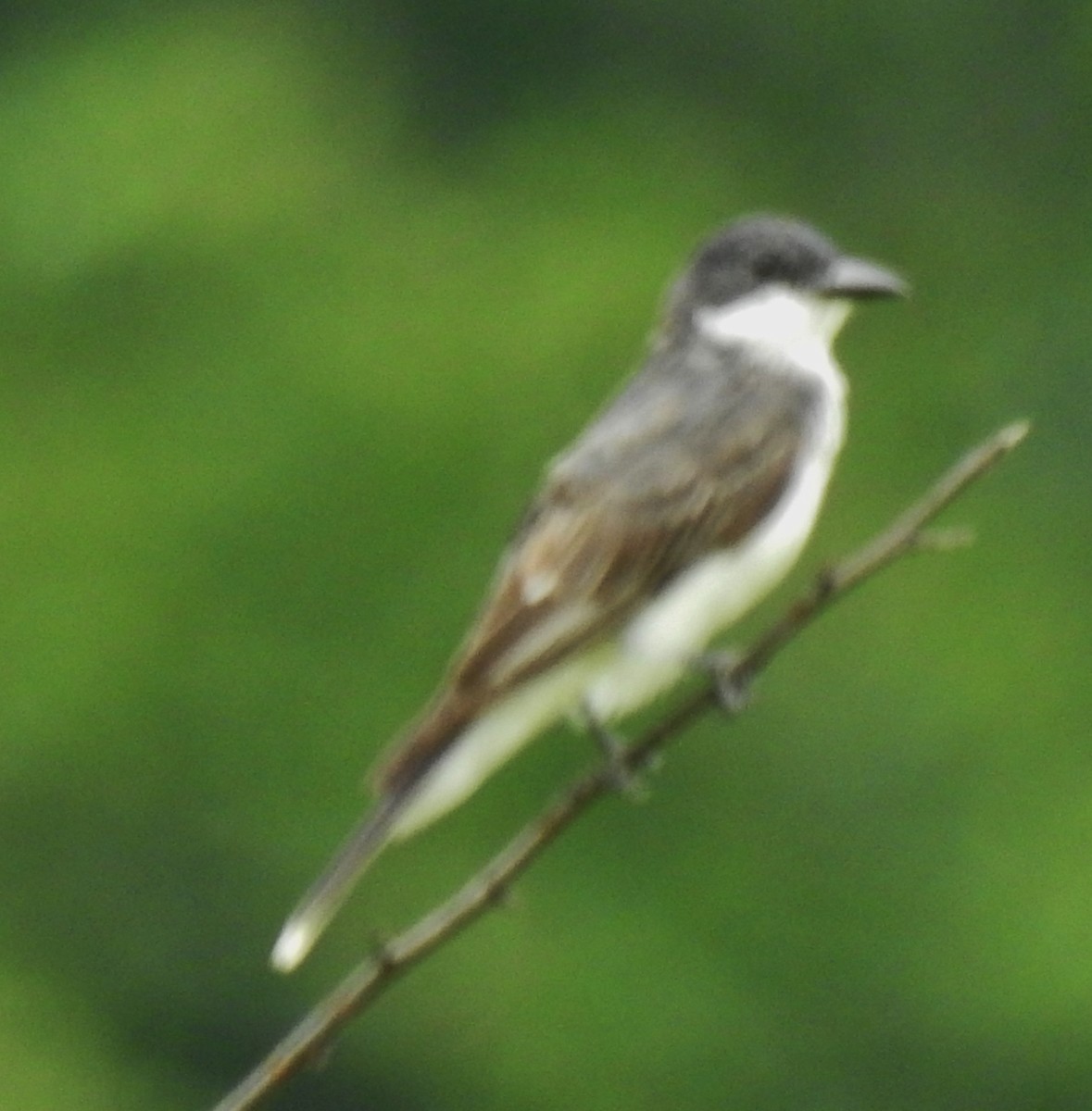 Eastern Kingbird - alan murray