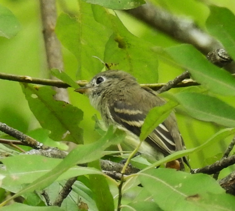 Moucherolle tchébec - ML255727351