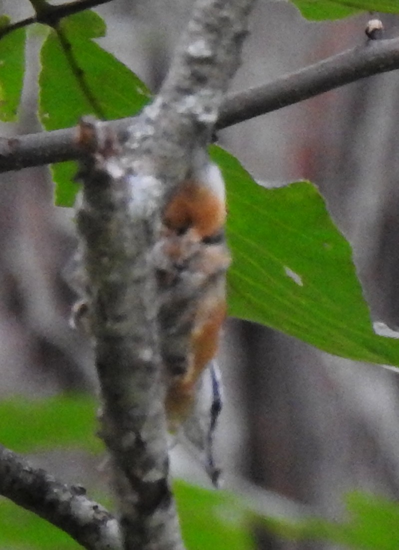 Red-breasted Nuthatch - ML255727441