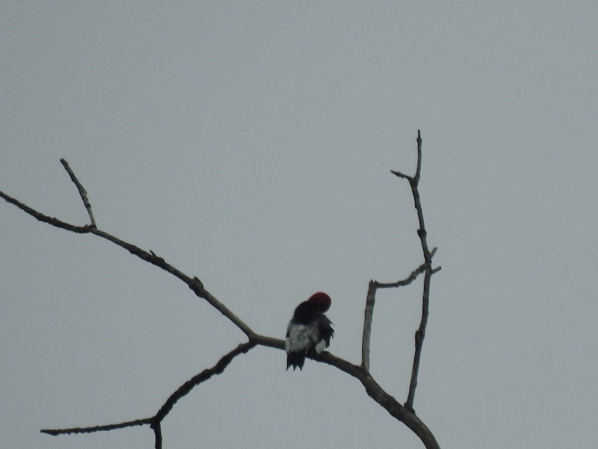 Red-headed Woodpecker - ML255727631