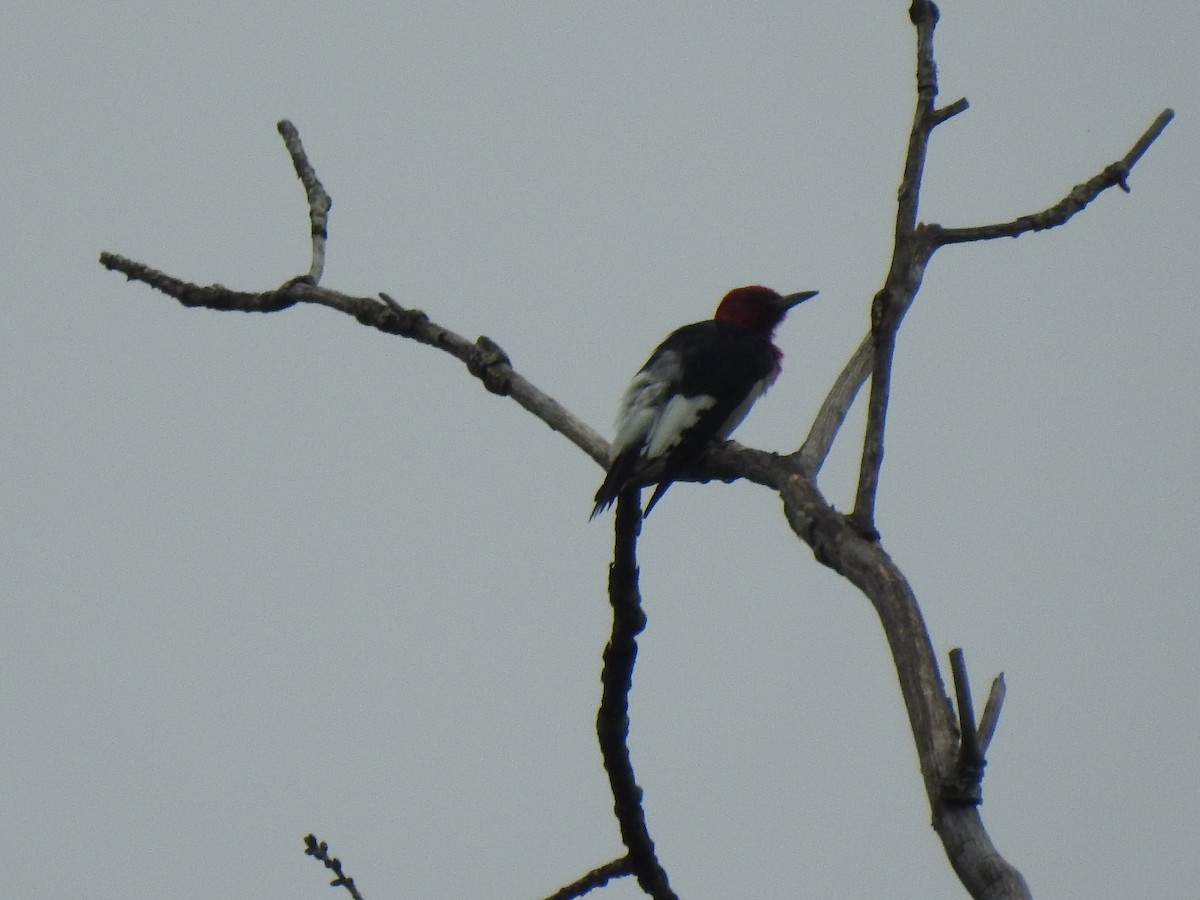 Red-headed Woodpecker - ML255727641