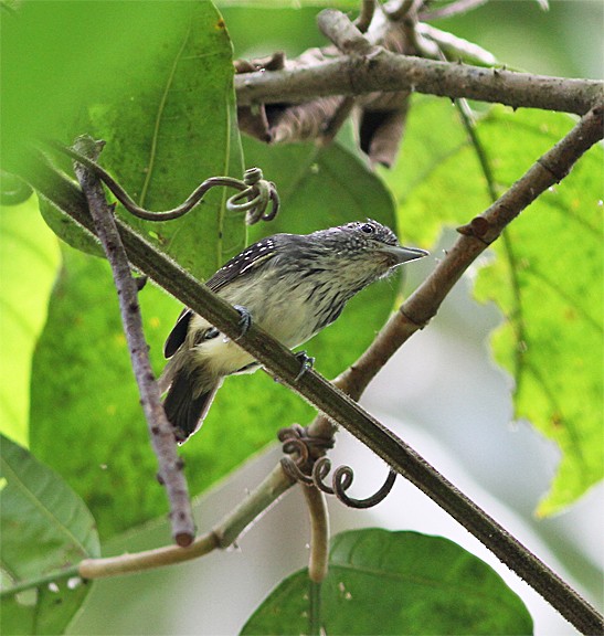 Spot-crowned Antvireo - ML255729331