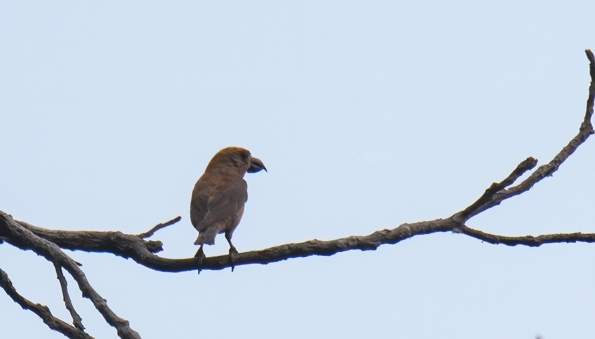 Red Crossbill - Judd Nathan