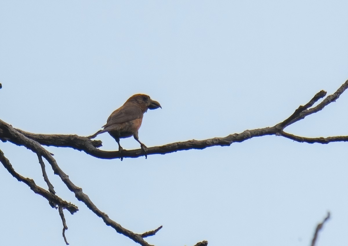 Red Crossbill - ML255729531