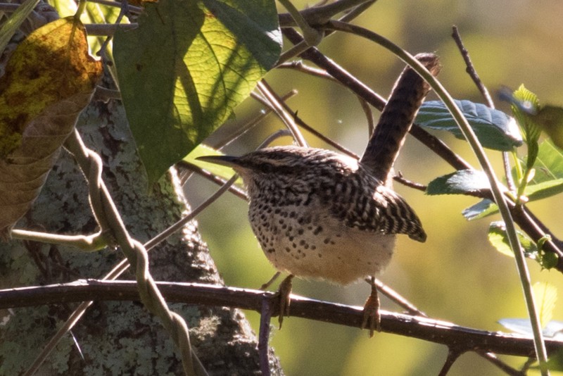 Band-backed Wren - ML25573081