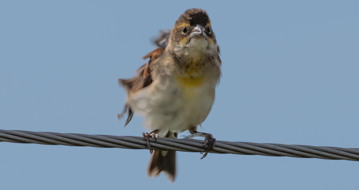 Dickcissel d'Amérique - ML255732081