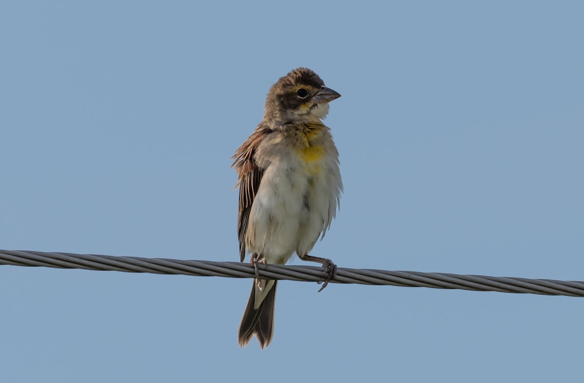Dickcissel d'Amérique - ML255732091