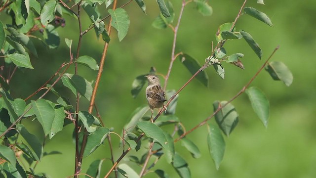 Sedge Wren - ML255732781