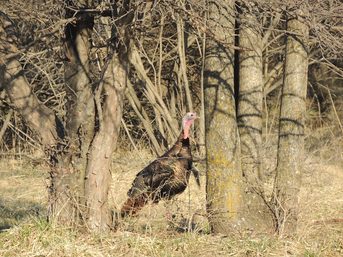 Wild Turkey - Tim Taysen