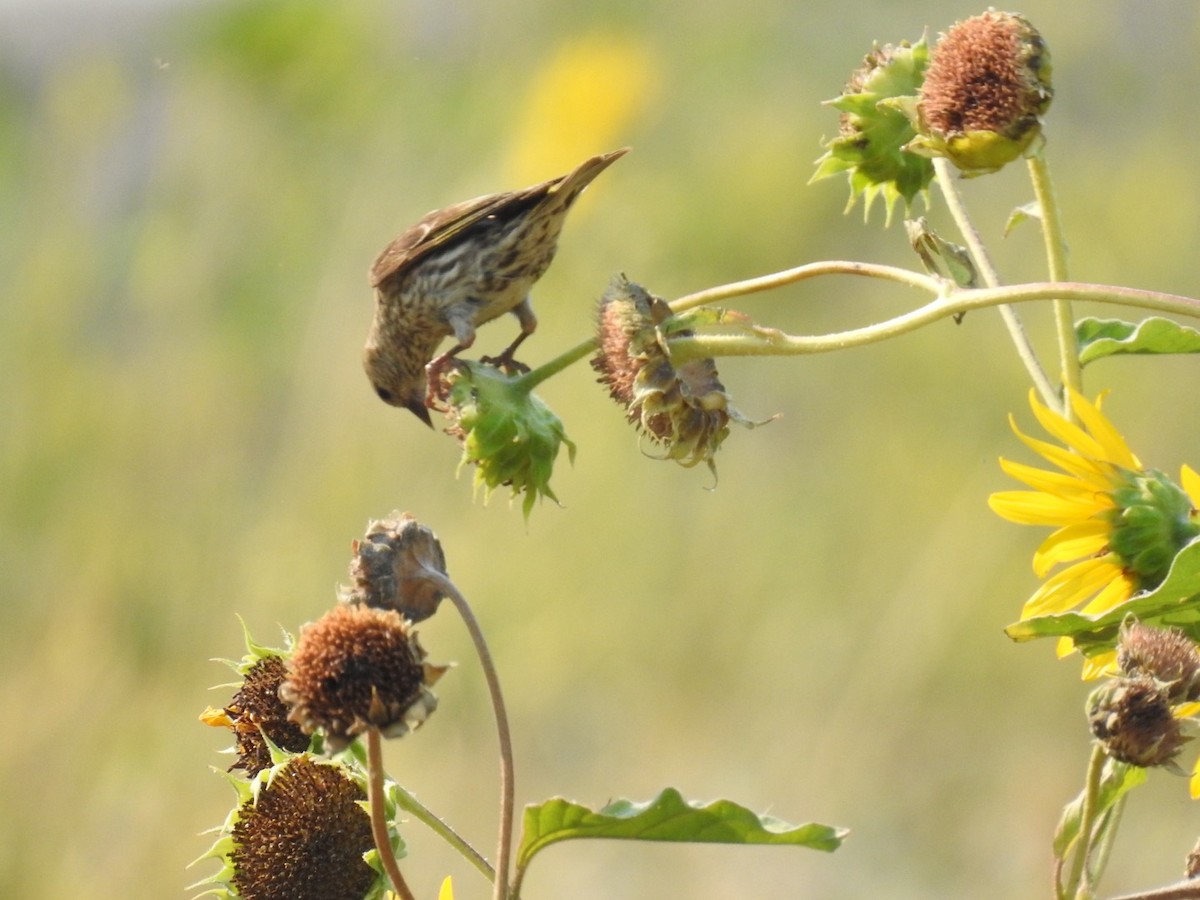 Pine Siskin - ML255733991