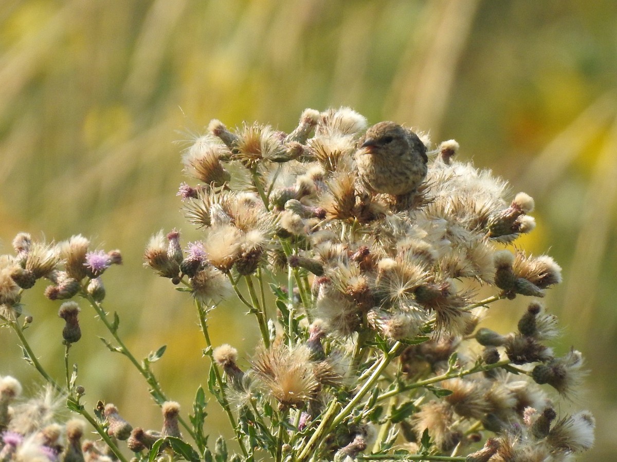 Pine Siskin - ML255734061