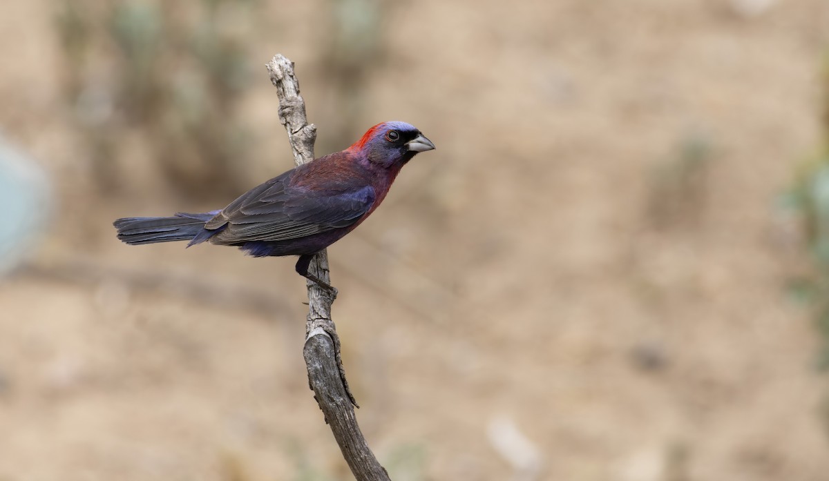 Varied Bunting - Marky “Dark Arremon” Mutchler