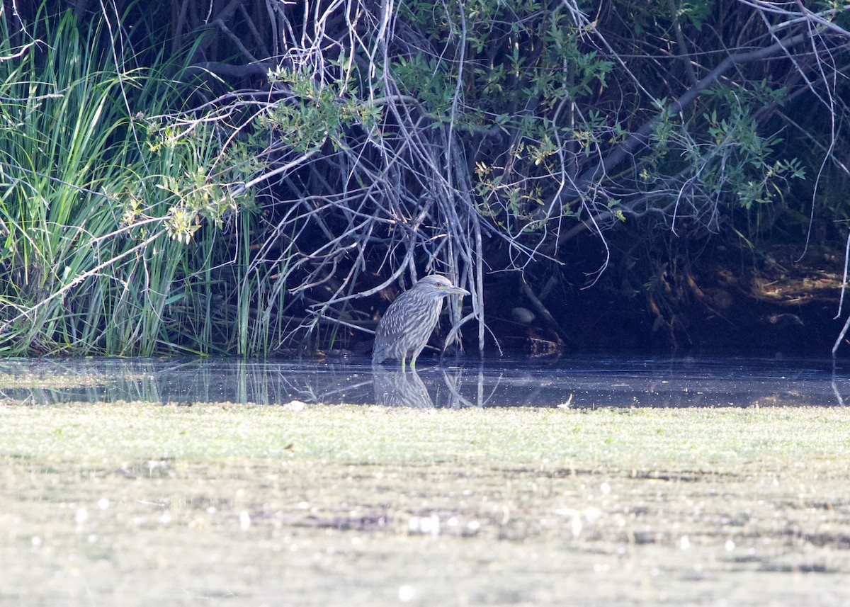 Black-crowned Night Heron - ML255735721