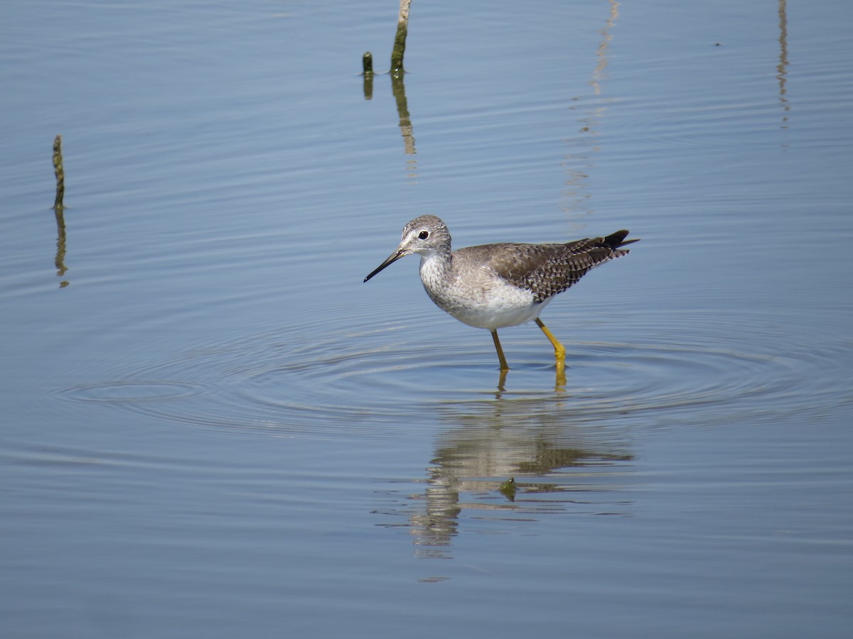 Lesser Yellowlegs - Henry Burton